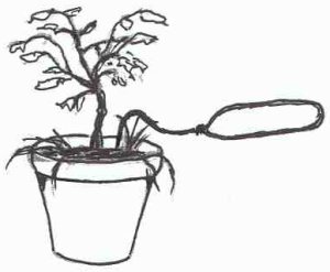 Using Wonderweeder to pull weeds from pot plants